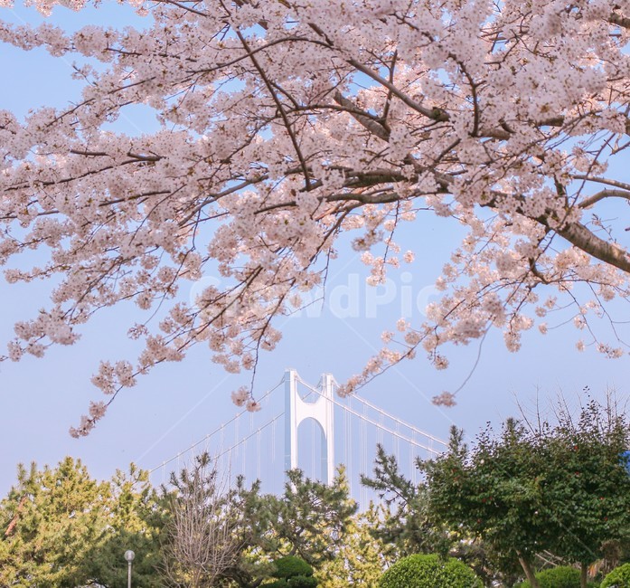봄,풍경,벚꽃나무,벚꽃,광안대교,blossom,flower,봄,계절,spring,season,식물,자연,plants,nature,꽃,flower,plant