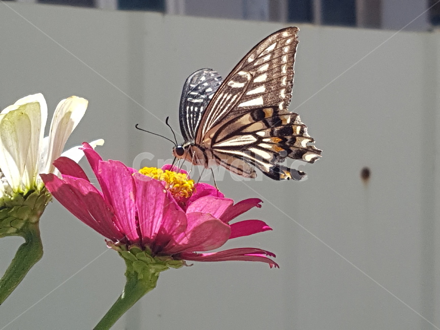 나비,insect,butterfly,animal,plant,꽃,곤충,벌레,insect,bug