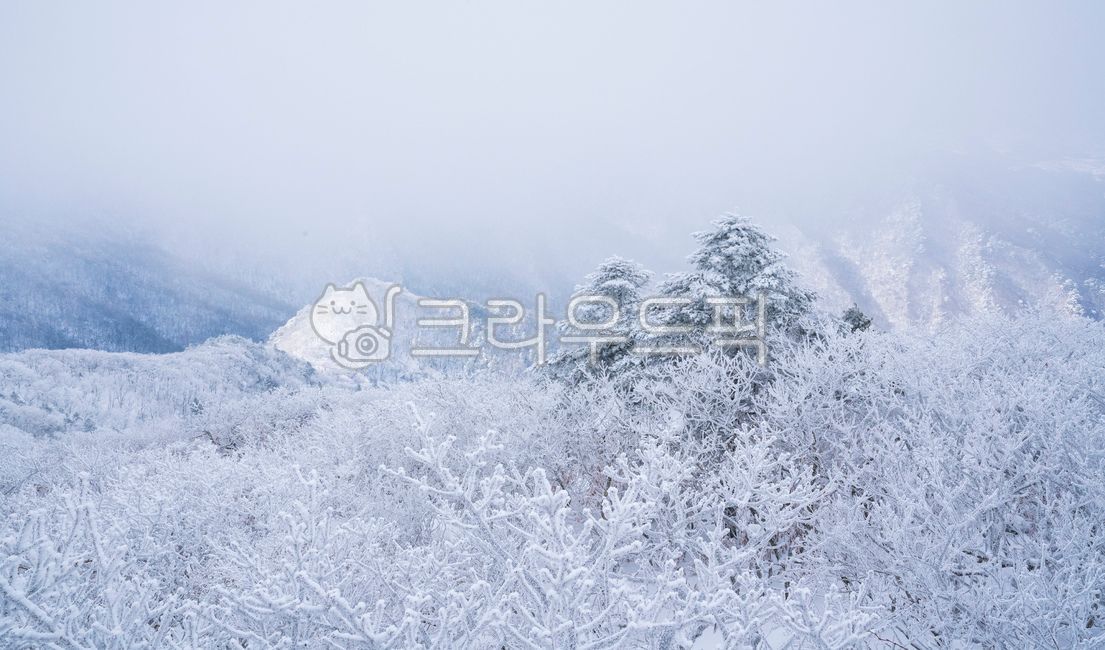 파란하늘,자연,풍경,겨울,설경,눈,눈보라,산,덕유산,향적봉,나무,나뭇가지,노송나무,고사목,언덕,상고대,구름,바람,폭풍,안개,운무,겨울,계절,winter,season