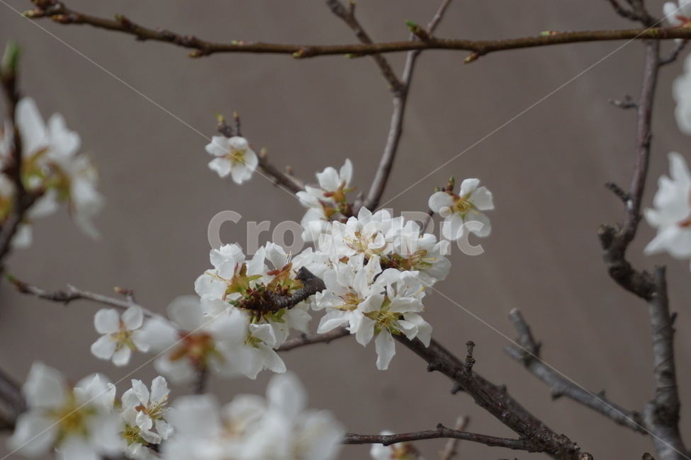 봄꽃,흰꽃,설유화,조팝나무꽃,봄,조팝나무,3월,봄,계절,spring,season,식물,자연,plants,nature,꽃,flower,plant,blossom