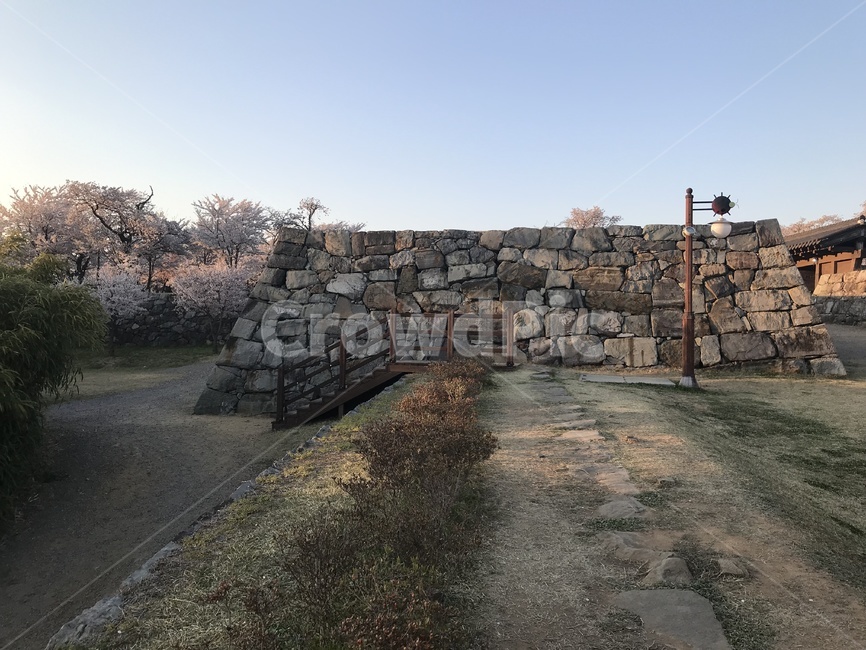벚꽃,시골길,나무,풍경,꽃놀이,돌담,봄,계절,spring,season,wall,벽