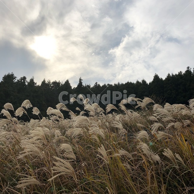 제주,제주도,여행,오름,갈대,가을,계절,fall,autumn,season,자연,풍경,nature,landscape,식물,plants,grass,잔디,plant,lawn,reed