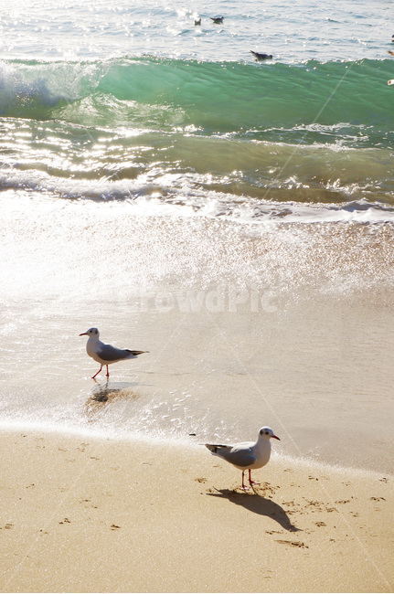 부산,해운대,갈매기,바다,새,동물,animal,조류,새,birds