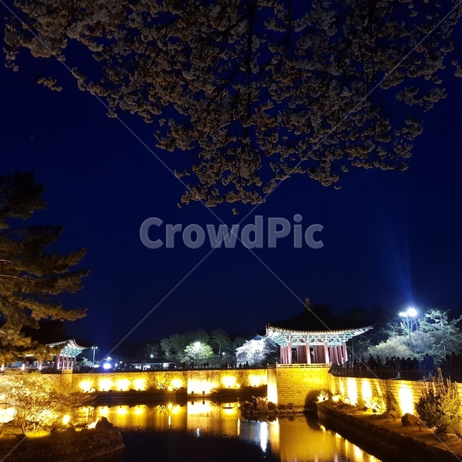 경주,야경,자연,기와,벚꽃,야경,밤,풍경,nightscape,night,landscape,한국전통,한국문화,korean traditional,korean culture,랜드마크,landmark,tourist attraction,한국랜드마크,한국관광지,한국명소,korea landmark,korea tourist attraction,tree,나무,plant,식물
