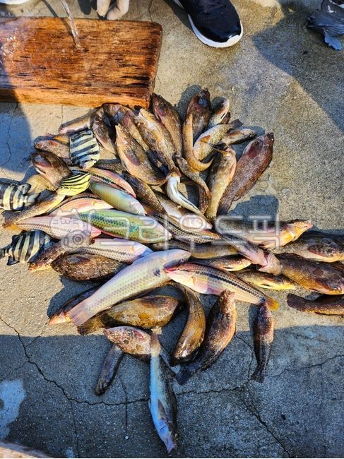 fishing fish,fish,ingredients