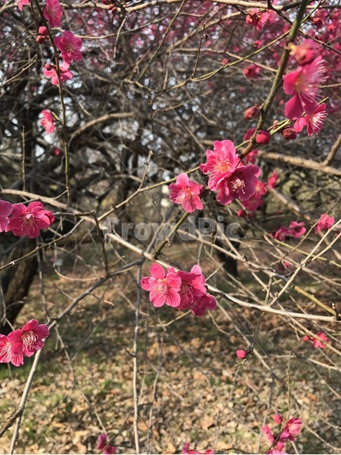 꽃,매화,봄,봄꽃,홍매화