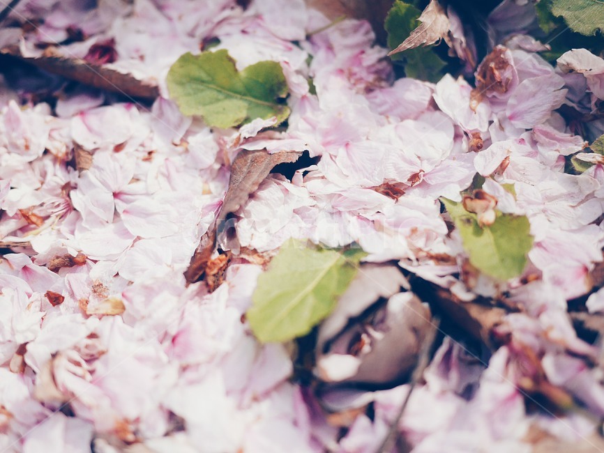 벚꽃,봄,벚꽃엔딩,분홍,떨어진꽃,봄,계절,spring,season