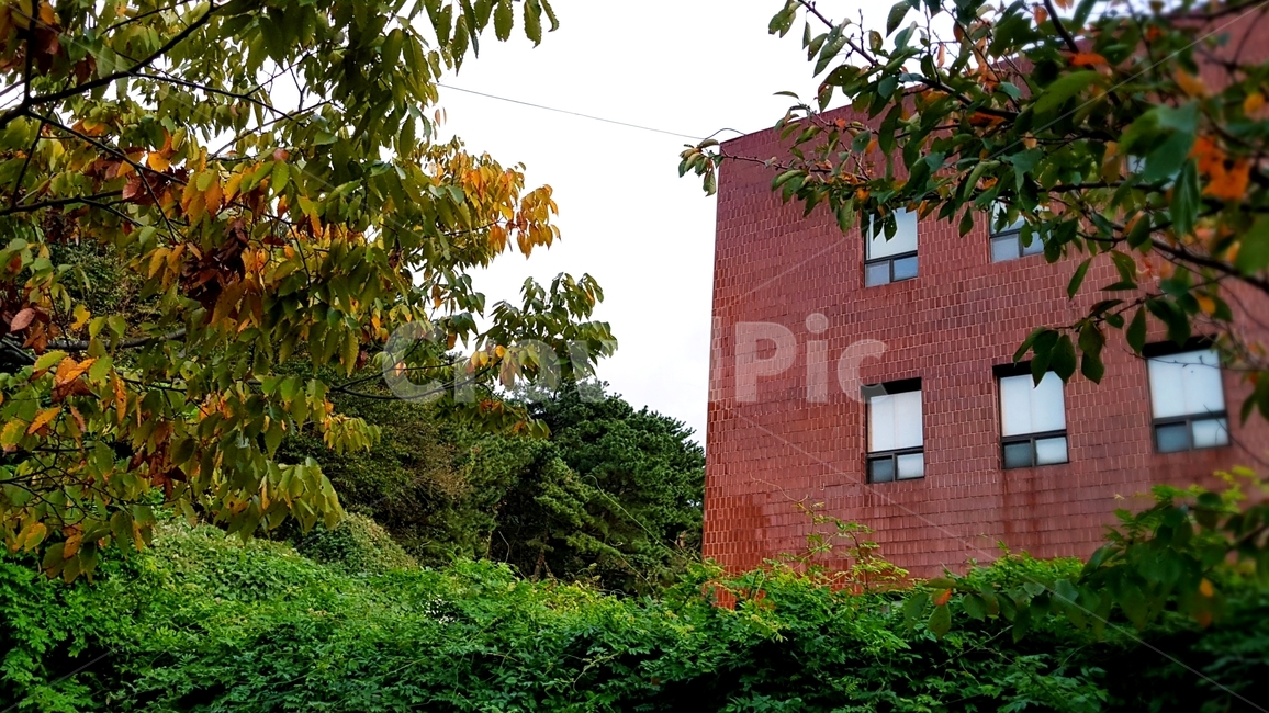 오후,afternoon,자연풍경,건물,나무,tree,nature,산책로,plant,식물