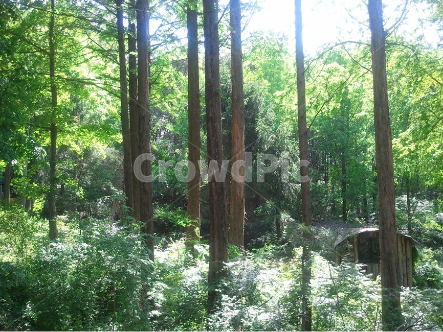 숲,나무,오두막집,산속,신록,자연,풍경,nature,landscape,식물,plants,나무,trees,wood,휴식,힐링,rest,relaxation,healing,vegetation,초목,plant,tree,woodland,삼림지,forest,grove,작은 숲,outdoors,옥외,land,땅