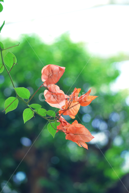 꽃,열대꽃,꽃송이,꽃잎,주황색,주황색꽃,정원,식물,자연