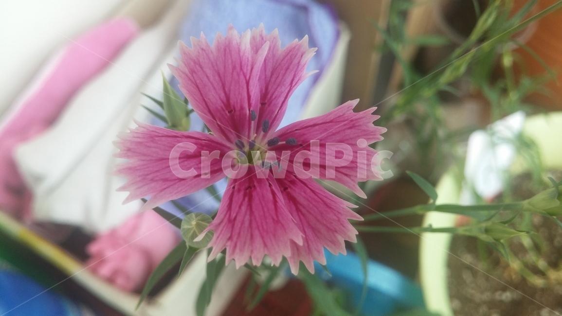 패랭이꽃,화분,자주색,꽃,apink,rainbowpink,achinapink,pink,chinapink,purple,flower,flowerpot
