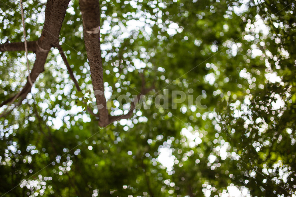 나무,여름,나뭇잎,tree,summer,식물,자연,plants,nature,나무,trees,wood