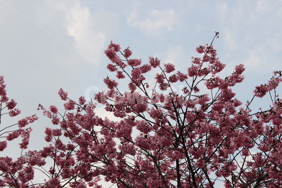 벚꽃,하늘,나무,벚나무,꽃놀이,풍경,봄,계절,spring,season,plant,식물,blossom,꽃,flower