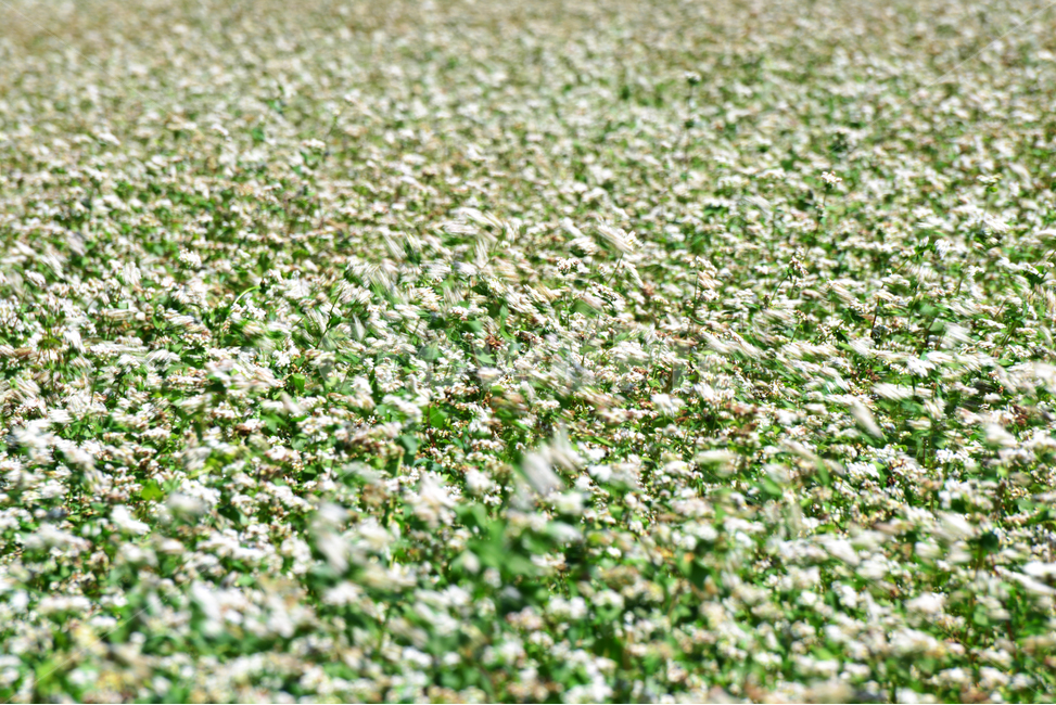 buckwheatflower,메밀꽃,메밀,꽃,flower,식물,자연,plants,nature,꽃,flower