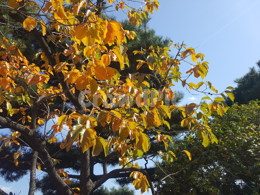 하늘,자연,나무,구름,풍요로움,여름,가을,푸르름,푸른자연,자연환경,단풍,단풍잎,단풍나무,가을나무,가을하늘