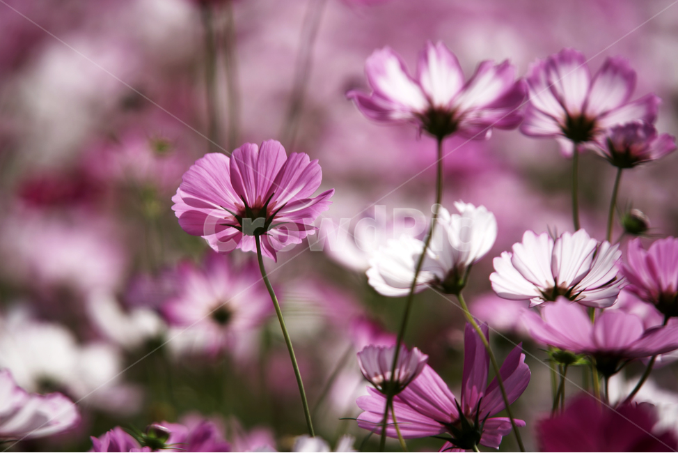 코스모스,꽃,식물,가을,계절,감성,자연,가을,계절,fall,autumn,season,식물,자연,plants,nature,꽃,flower,plant