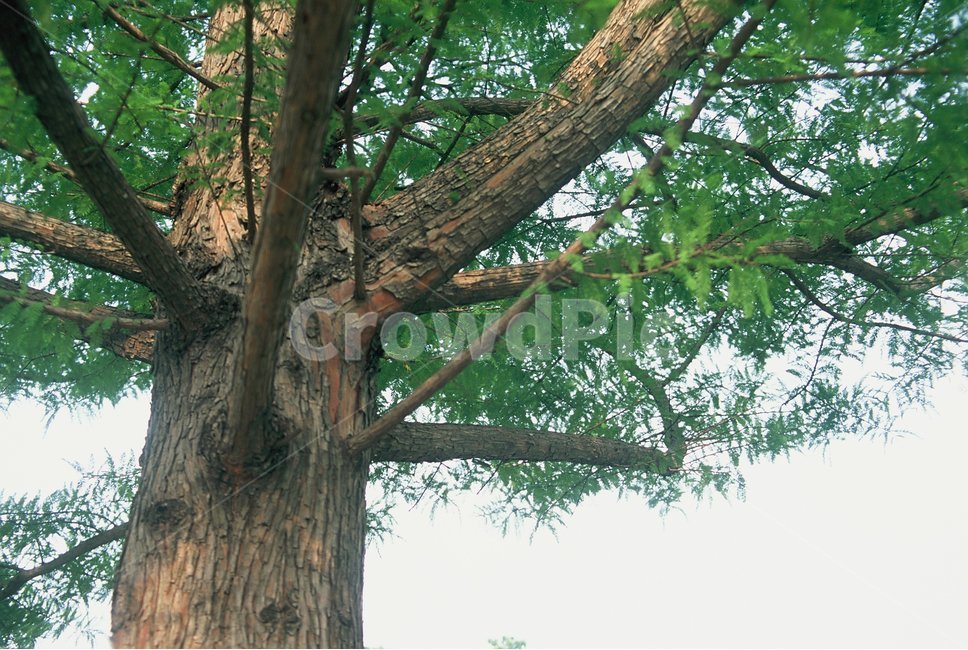 필음사진,필름,필름카메라,감성사진,나무,자연,풀,사철나무,식물,자연,plants,nature,나무,trees,wood