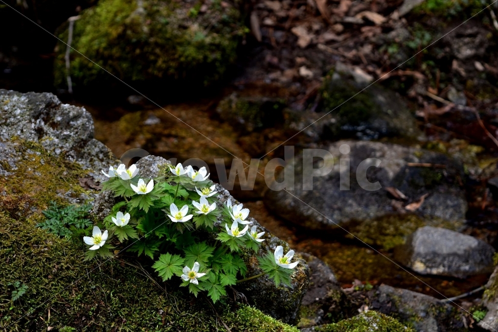 모데미풀,봄,야생화,꽃,청태산,강원도,봄꽃,고산야생화,감성,wildflower,산꽃,봄야생화,계곡,이끼,꽃말,슬픈추억,아쉬움,MegaleranthissaniculifoliaOhwi,금매화아재비,운봉금매화,식물,자연,식생,생태,식물,자연,plants,nature,꽃,flower
