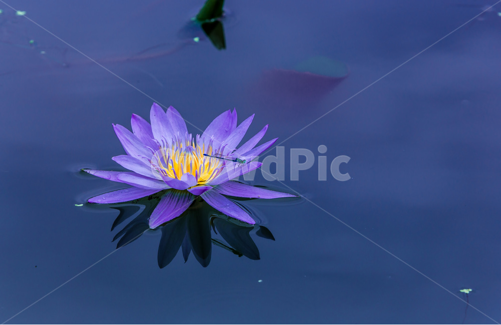 수련,반영,습지,연못,문양,무늬,식물,자연,plants,nature,꽃,flower,동물,animal,곤충,벌레,insect,bug