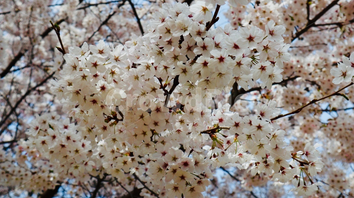 벚꽃,봄,서울숲공원,분홍,분홍색