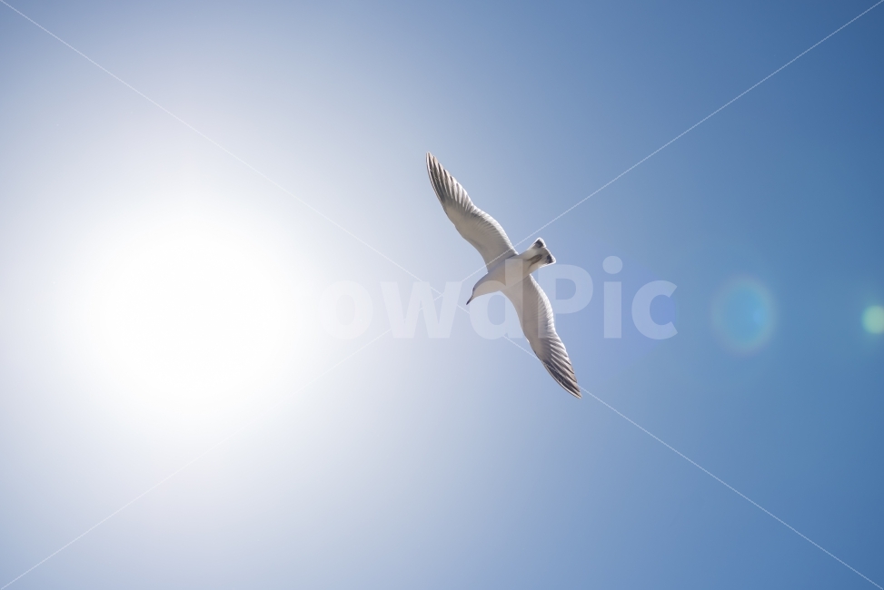 갈매기,하늘,날다,태양,날개,플레어,푸른하늘,스카이,동물,새,sky,animal,gulls,bird,wings,fly,skyblue,blue,nature,배경,배경이미지,배경화면,바탕화면,background,동물,animal,조류,새,birds