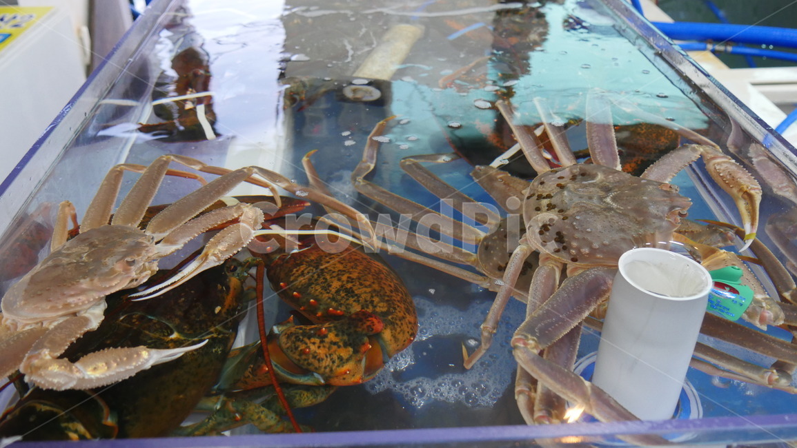 랍스터,대게,물안,해물,수족관,수산물,해산물,fishery products,seafood