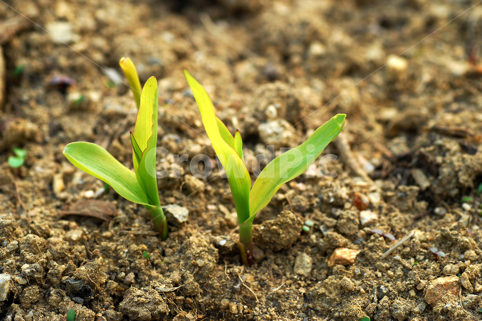 싹,새싹,식물,봄,봄싹,봄새싹,흙,땅,자연,새순,식물,자연,plants,nature