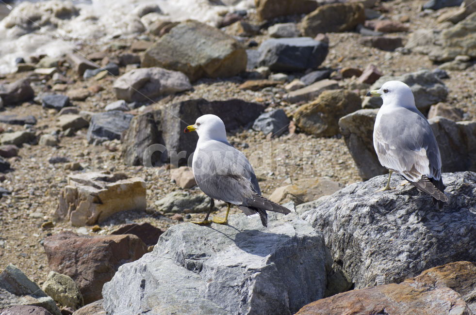 바다,갈매기,새,돌,해변,scene,view,feeling,emotion,nature,landscape,season,풍경,감정,감성,자연,계절,뷰티,gull,seagull,bird,접사,매크로,클로즈업,확대,동물,animal,조류,새,birds