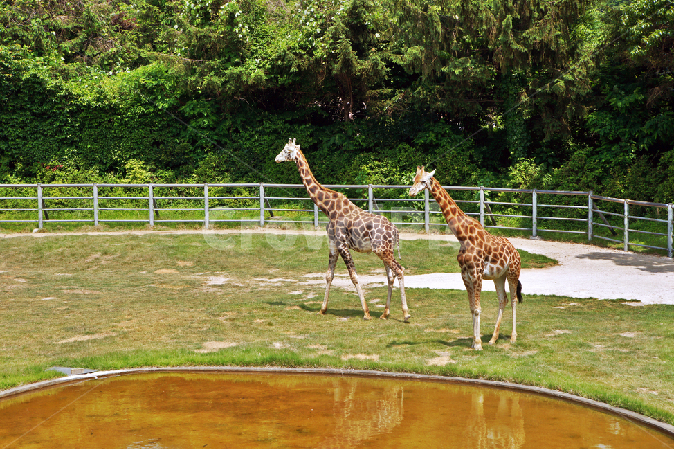 기린,포유동물,giraffe,동물,담황색,초식동물,동물,animal,포유류,mammal