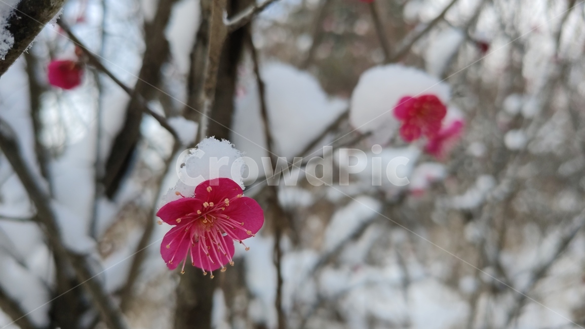 홍매화,매화,매화꽃,붉은매화꽃,홍매,자장매,설중매,plant,식물,flower,blossom,꽃,식물,자연,plants,nature,꽃,flower
