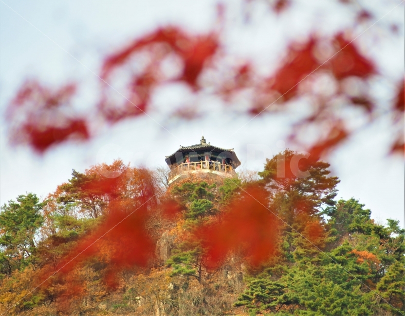 내장산,내장산전망대,가을,단풍,단풍놀이,가을,계절,fall,autumn,season,자연,풍경,nature,landscape,한국자연풍경,한국자연경관,korea nature landscape,tree,나무,plant,식물,leaf,잎