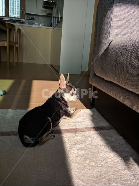 강아지,햇빛,빛,light,집,반려동물