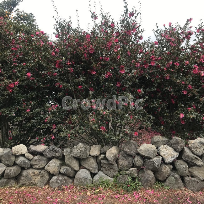 흐린하늘,구름많은,동백꽃,동백나무,동백꽃풍경,마음편한,느긋한,흐린하늘동백,구름들,담벼락,돌담,감성사진,감성,힐링사진,힐링,제주도,jeju,jeju island,wall,벽