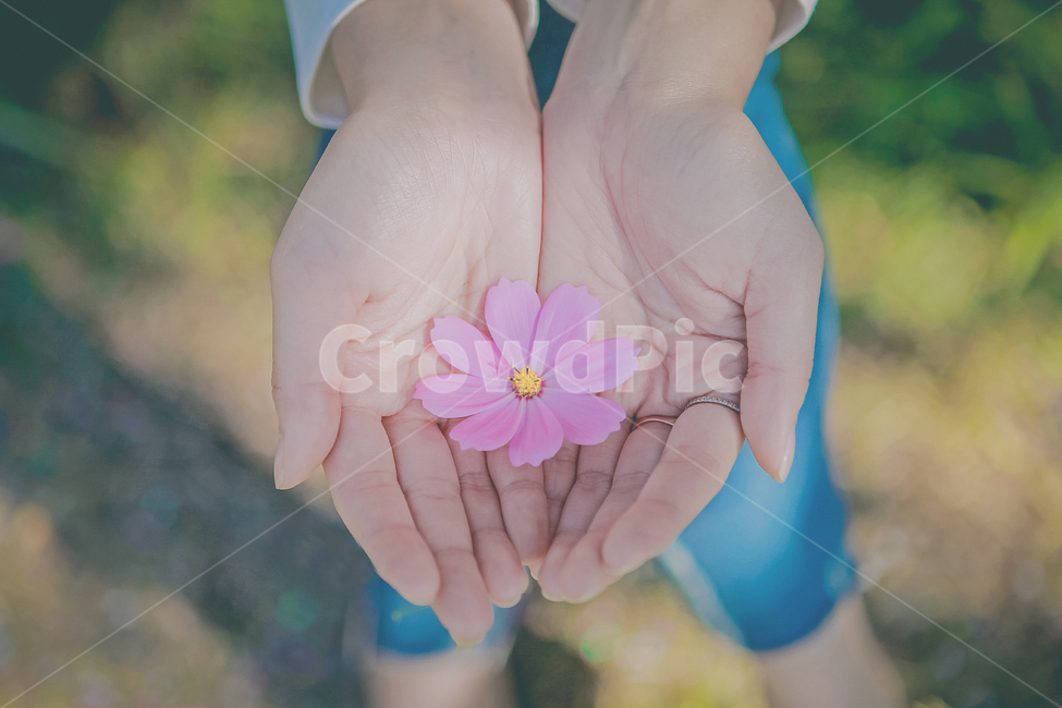 손,꽃,공원,꽃잎,꽃봉우리,감성,힐링,따뜻,느낌,한송이,꽃,flower,사람,인물,인간,human,person,신체일부,몸,body,감성,sensible,feeling