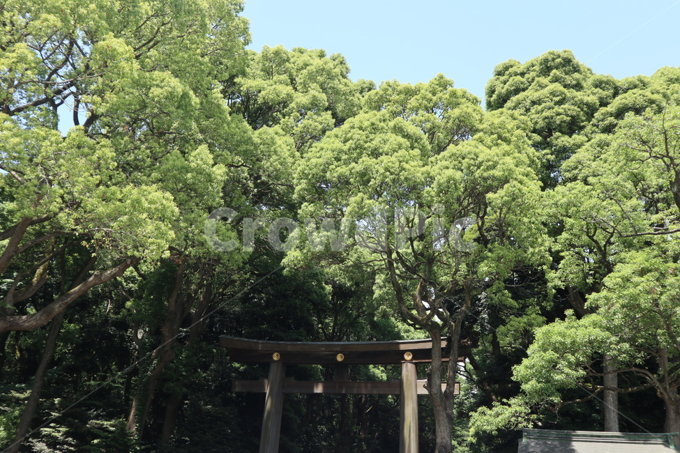 tree,나무,plant,식물,road,도로,자연,nature,garden,정원,treetrunk,나무줄기,자연,풍경,nature,landscape