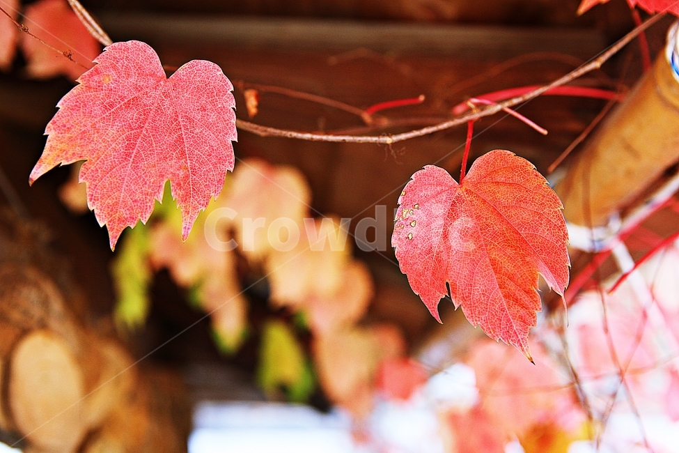 단풍,낙엽,가을,잎,식물,자연,계절,감성,색,색감,넝쿨식물,공원,가을,계절,fall,autumn,season,leaf,plant,veins,정맥,tree,나무