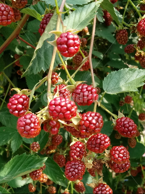 복분자,장미과,낙엽관목,覆盆子,열매,rubuscoreanus,식물