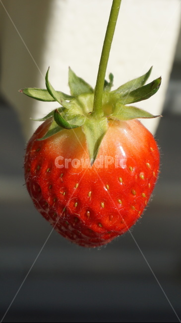 식물,딸기,과일,열매,화분,과일,열매,fruit