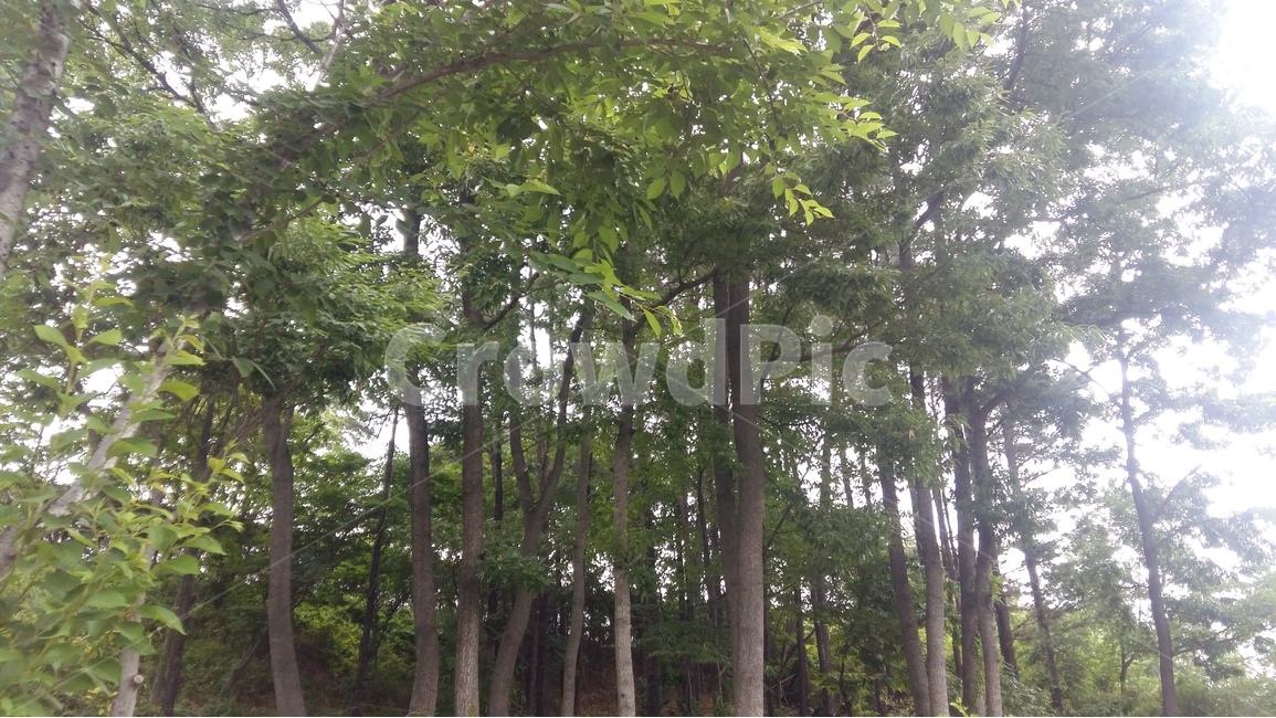 숲,산책길옆,나무,밀집,자연,식물,자연,plants,nature,나무,trees,wood