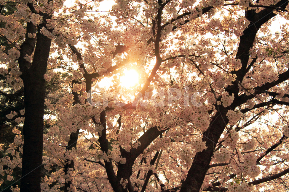벚꽃,나무,나뭇가지,봄,꽃,꽃잎,식물,자연,cherryblossom,blossom,야외,blooming,식물,자연,plants,nature,꽃,flower