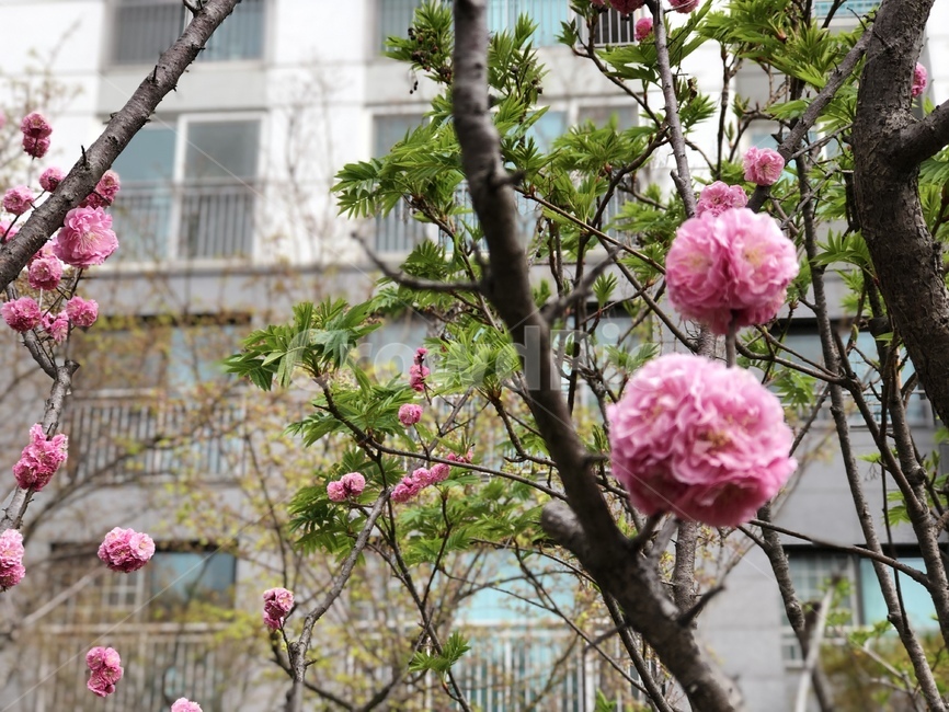 겹벚꽃,벚꽃,나무가지,아파트,봄,봄,계절,spring,season,식물,자연,plants,nature,꽃,flower,plant,blossom,dahlia,달리아