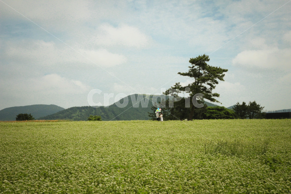 자연,풍경,산,하늘,구름,들판,나무