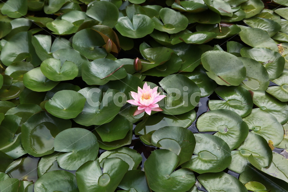 연꽃,lotus,수련,lotusblossom,blossom,식물,자연,plants,nature,꽃,flower