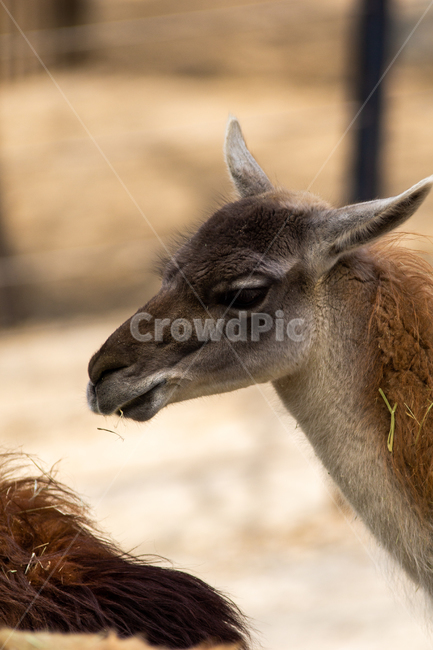 풍경,동물,동물원,사슴,여름,동물,animal,포유류,mammal