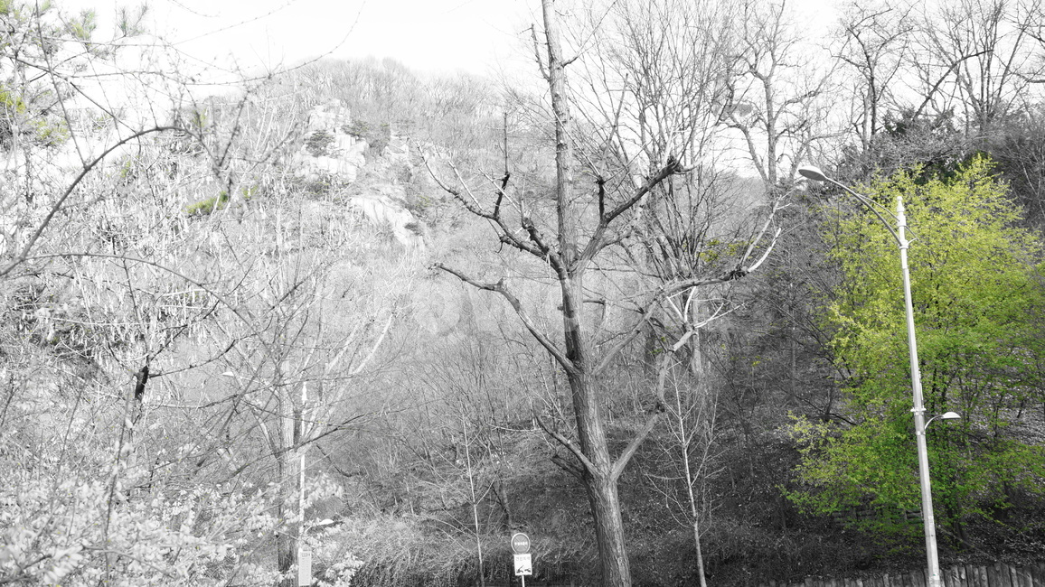 초록,새싹,포인트,nature,자연,outdoors,옥외,감성사진,식물,자연,plants,nature,나무,trees,wood