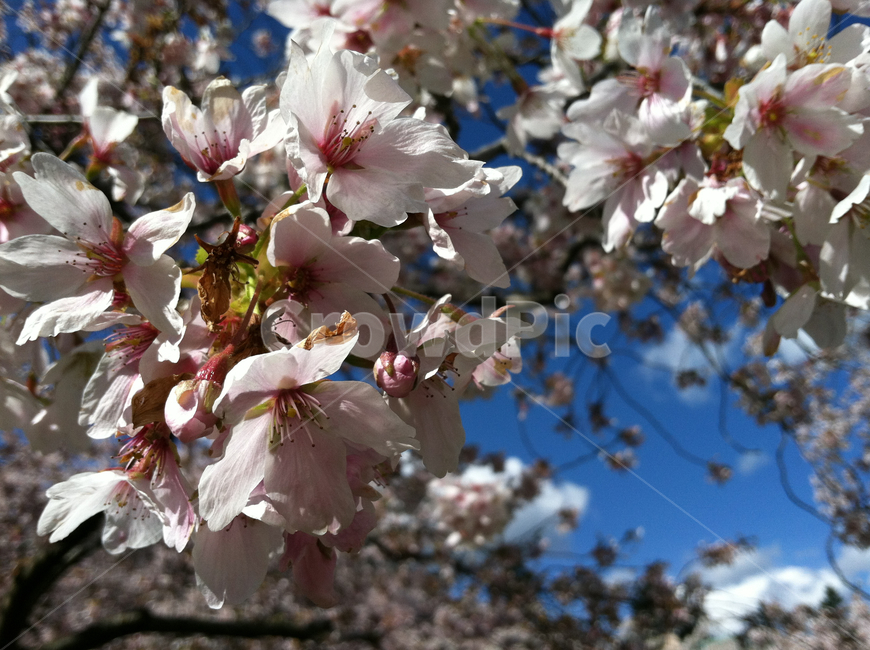 plant,식물,blossom,꽃,cherryblossom,벚꽃,spring,봄,flower
