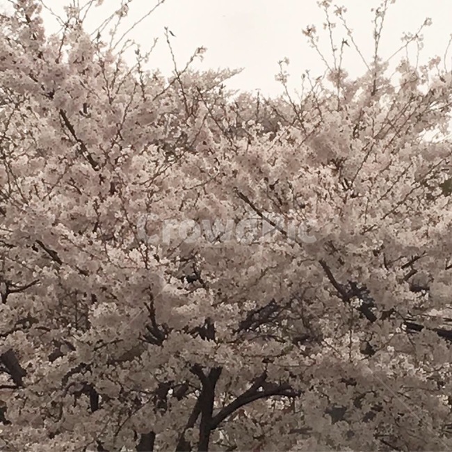 벚꽃,꽃,자연,식물,봄,나무,flower,분홍색,벚꽃나무
