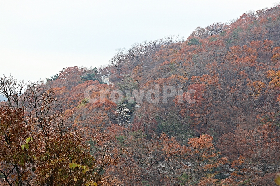 남한산성,성,성곽,단풍,낙엽,길,둘레길,숲,숲길,담,돌담,가을,자연,풍경,벽,울긋불긋,산성,식물,가을,계절,fall,autumn,season,한국전통,한국문화,korean traditional,korean culture,tree,나무,plant
