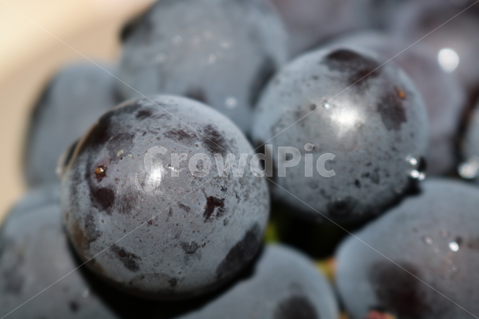 과일,포도,여름,달콤한,보라색,음식,식재료,요리,food,cook,meal,dishes,food reserves,과일,열매,fruit