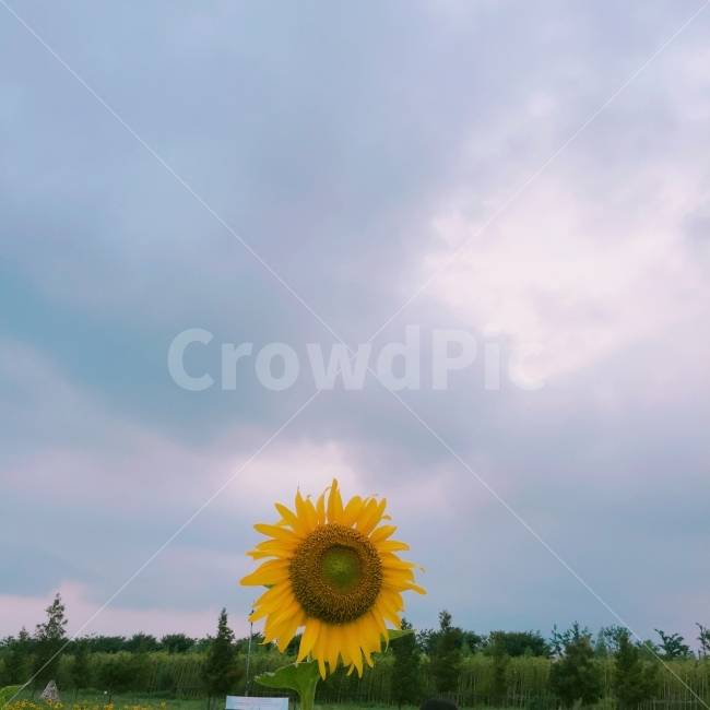 자연,해바라기,늦여름,감성,꽃,여름,계절,summer,season,식물,자연,plants,nature,꽃,flower,plant